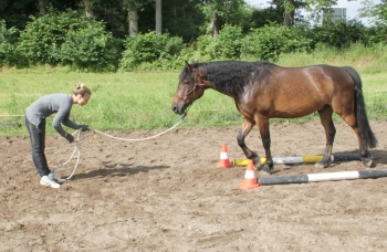 Bild in Vorbereitung